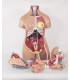 TORSO HUMANO BISEXO CON ESPALDA ABIERTA. 32 PARTES