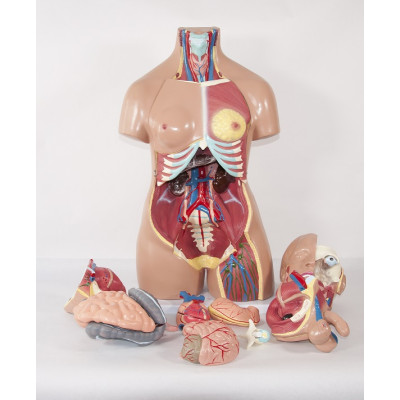 TORSO HUMANO BISEXO CON ESPALDA ABIERTA. 32 PARTES