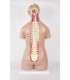 TORSO HUMANO BISEXO COM COSTAS ABERTAS. 32 PARTES