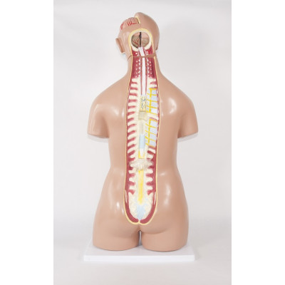 TORSO HUMANO BISEXO COM COSTAS ABERTAS. 32 PARTES