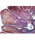Fruto feminino de pinho, s.l.