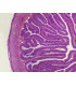 Intestino DOgado de rana s.t.