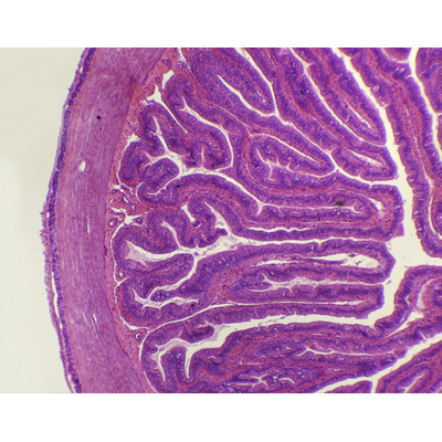 Intestino delgado de rana s.t.
