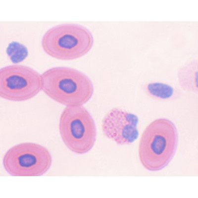 Esfregaço de sangue de rã