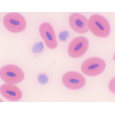 Esfregaço de sangue de serpente