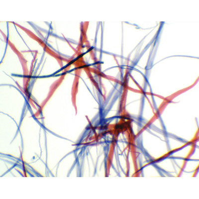 Músculo liso CL (intestino o estómago de rata)
