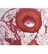 Arteria + vena CT (rata o conejo)