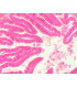 Intestino grosso de rã, sec.