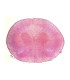 Medula espinal de coelho, s.t.