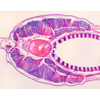 Branchiostoma belcheri (anfioxo), s.t. mostrando faringe