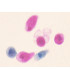 Animal unicelular, m.e.