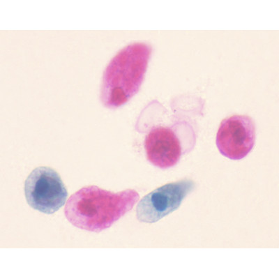 Animal unicelular, m.e.