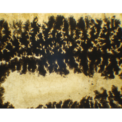Turbelaria mostrando tubo intestinal, m.e.