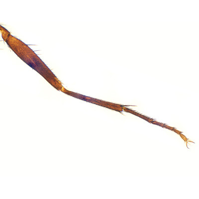 Pata de mosca común, m.e.
