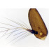 Antena de mosca comum, e.i.