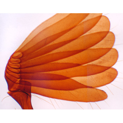 Antena de escarabajo, m.e .