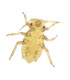 Aphis (pulgão), e.i.