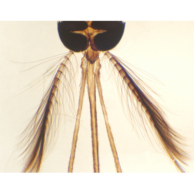 Apto. bucal mosquito macho, m.e.