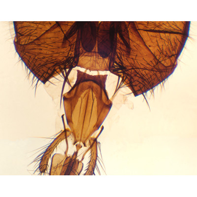 Apto. bucal mosca común, m.e.