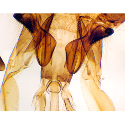 Apto. bucal abeja, m.e.