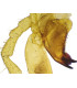 Apar. bucal gafanhoto, e.i.