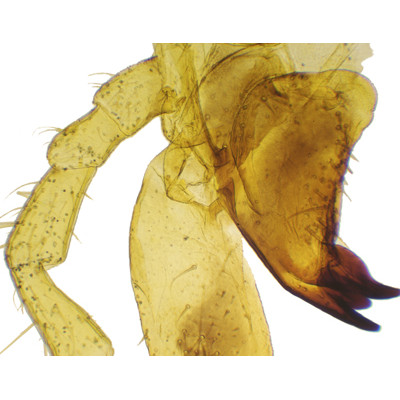 Apto. bucal saltamontes, m.e.