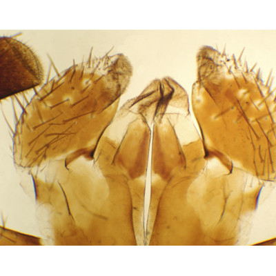 Apto. Bucal Periplaneta (cucaracha), m.e.