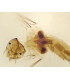 Larva de mosquito (Anopheles)