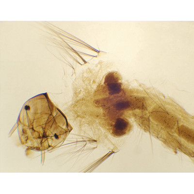Mosquito larva, w.m.