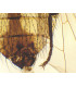 Mosca comum, e.i.