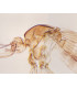 Mosquito fêmea, e.i.