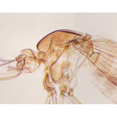 Mosquito hembra, w.m.