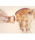 Mosquito macho, e.i.