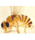 Mosca da fruta, e.i.