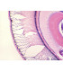 Ojo compuesto de insect, sec.