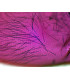 Ojo compuesto de insecto, m.e.