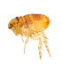 Siphonaptera (pulga), m.e.