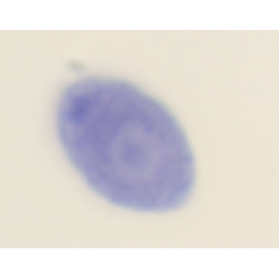 Chlamydomonas, e.i.