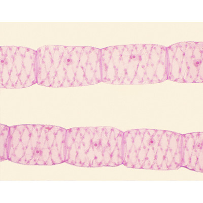 Masa vegetativa de Spirogyra, m.e.