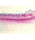Penicillium, conidióforos