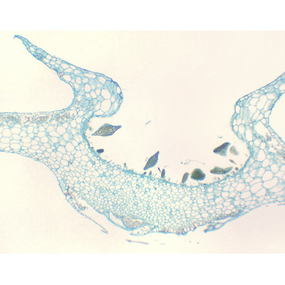 Soro de Marchantia, s.l.