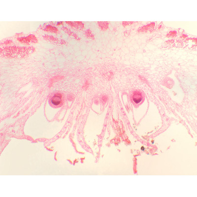 Órgano reproductor femenino de Marchantia, s.l.