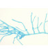 Protonema de musgo, e.i.