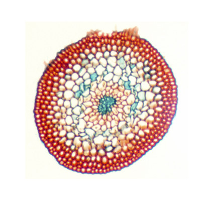 Caule de musgo s.t. (exemplo de criptógama não vascular)