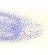 Mitose de ponta de raiz de cebola, s.l.