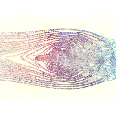 Ponta de caule de Hydrilla verticillata, s.l.