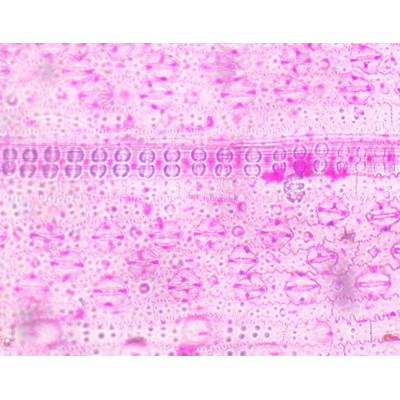 Estomas de Oryza sativa (arroz), e.i.
