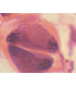 Meiosis en antera de lirio, s.t.