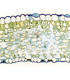 Hoja de lirio, s.t.