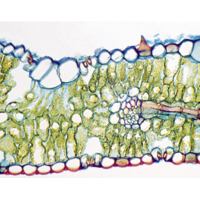 Folha de Triticum aestivum (trigo), s.t.